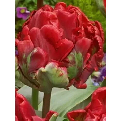 ���� �������� ������� ������ - 10 ��., ������ �� 988 ���