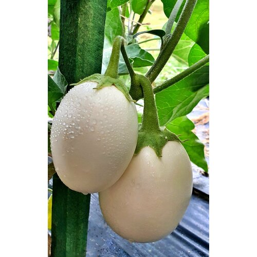      (White Ball) / Seeds And Goods /   zip-lock   10    -     , -, 