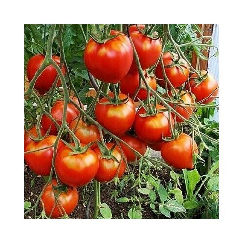 ���� ������������� ������ ������ ��������� ��������� �������������, ������ �� 102 ���