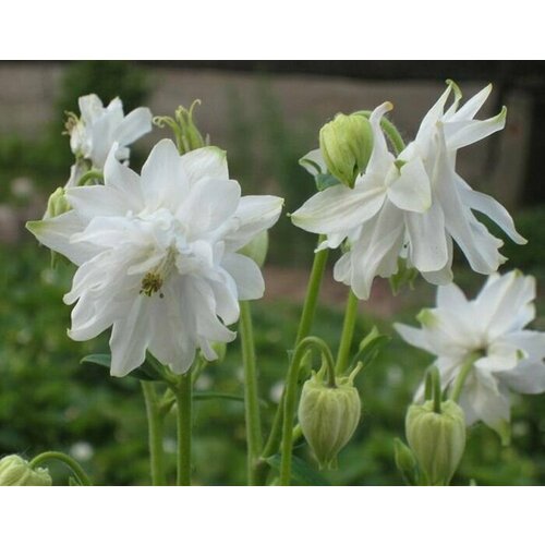 ���� ��������� ����������� �������� ����� �����, ���������� ������������������� ����������� � ������� �������, 7 �����, ������ �� 319 ���