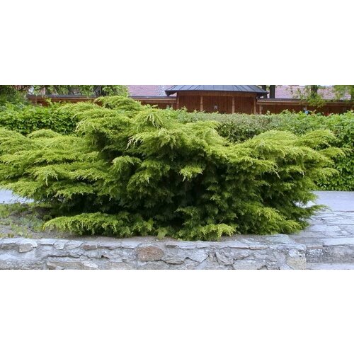 ���� ������������ ������� ����������� �����, ������ �� 1099 ���