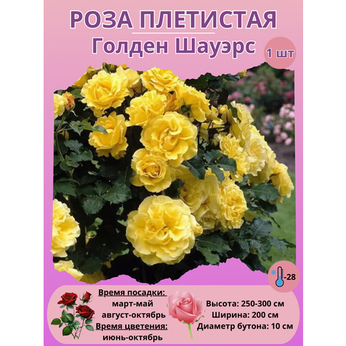 ���� ���� ��������� ������ ������, ����������� �����, ������ �� 450 ���