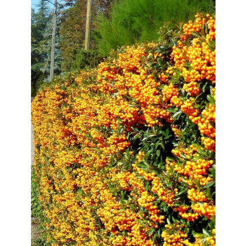      (Pyracantha coccinea), 15 ,   400 