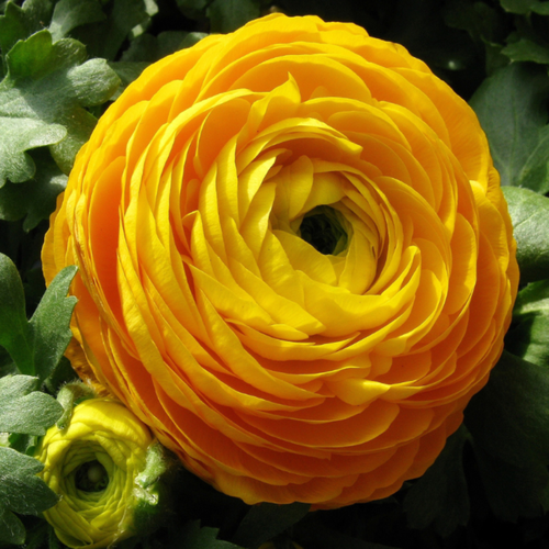 ���� �������� ������, bulbs servise, ���������� ������ (10 ���� ), ������ �� 502 ���