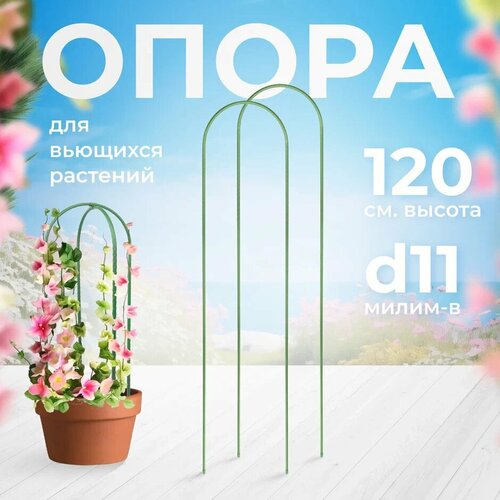 ���� ����� ��� �������� 