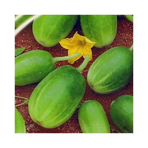 ���� ������������� ������ ������ F1 ����-����, ������ �� 128 ���