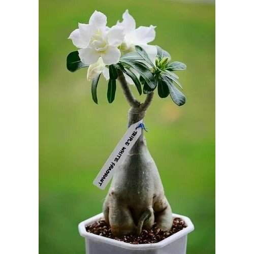 ���� ������� ������ ����������, ���� �������, ��������� � ��������� �������� ������� � ������� �� ����� �������, ����� ���������� ��� ���������, 3 �� �����, ������ �� 423 ���