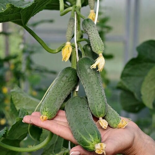 ���� ������������� ������ ������ ��������� ��� F1, ������ �� 120 ���