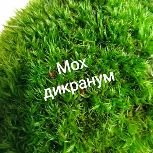 ���� ��� �������� ������. ����������� �����., ������ �� 929 ���