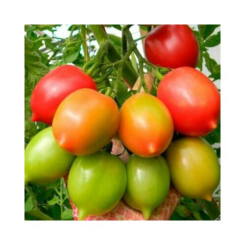 ���� ������������� ������ ������ ���������� �������, ������ �� 102 ���