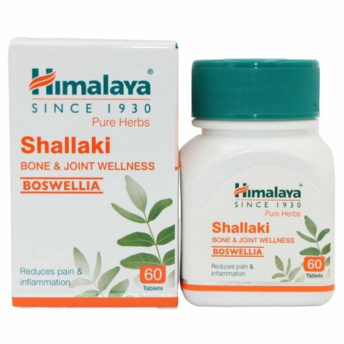 ���� ������� (���������) ������� / Shallaki Himalaya, 60 ��, ������ �� 589 ���