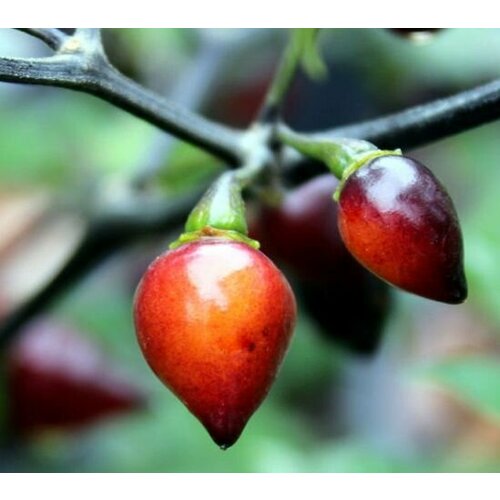       (Bico Roxa) / Seeds And Goods /   zip-lock   10 ,   269 