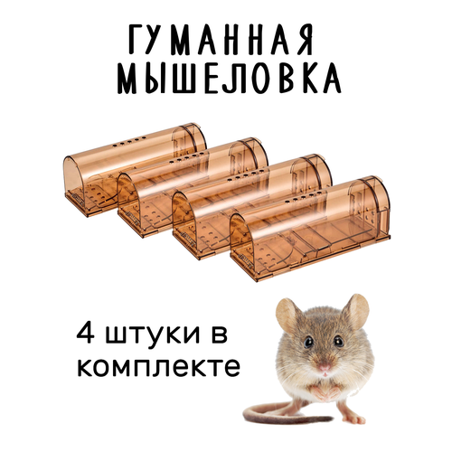 ���� ��������� ��������, ��������� ��� ���� � ���� (������� ��� ����� � ������), �����������, �������� �� 4 ����, ����������, ������ �� 1751 ���