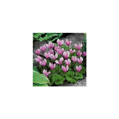 ���� �������� ������� - ������� ������ (������� ��� ������� 1 ��)/ ������, ������ ����������� ��������, ����� / ��� ����, ����, ���� � �������, ������ �� 1390 ���