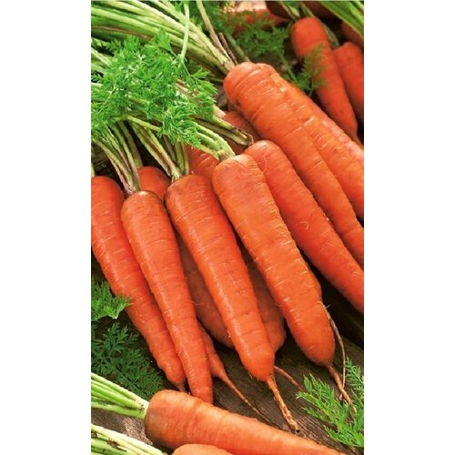 ���� ������ ������� ���������������� 13 (��) �/�, ������ �� 64 ���