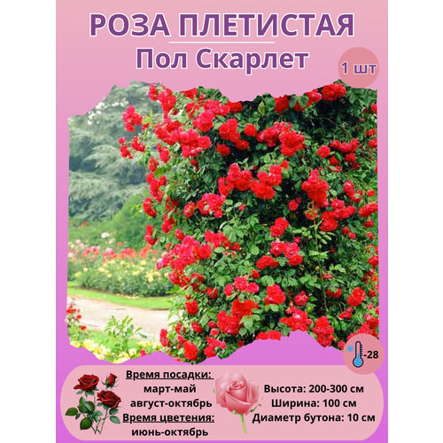 ���� ���� ��������� ��� �������, ���������� �����, ������ �� 450 ���