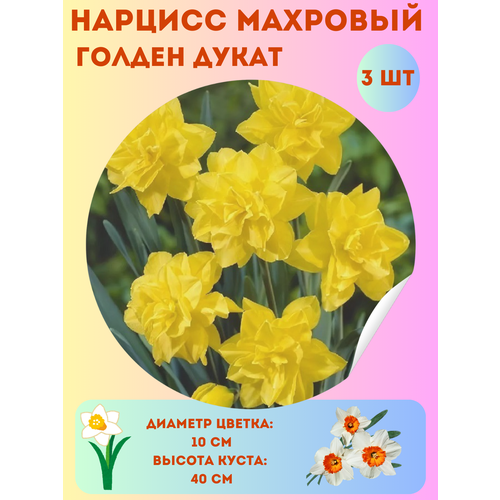 ���� ������� ������ �����, ����������� �����, �������� 3 ��, ������ �� 360 ���