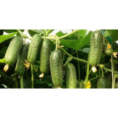 ���� ������������� ������ ������ ������ F1, ������ �� 102 ���