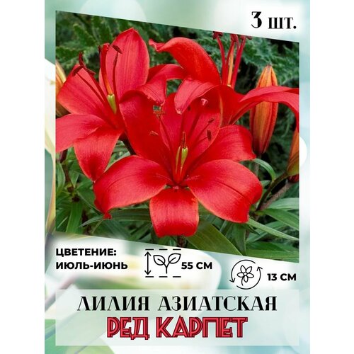 ���� ����� ���������, �������� 3 ��, ����������� �����, ������ �� 410 ���