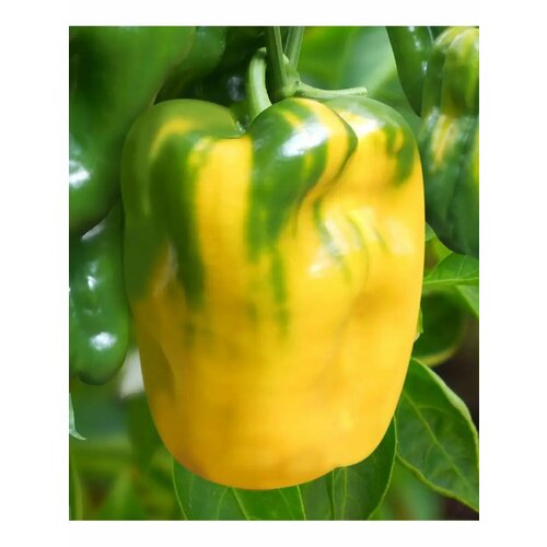 ���� ������ ����� ������� 