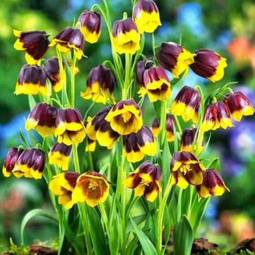   , hipollino flowers,  UVA VULPIS (10 ),   370 