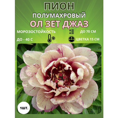 ���� ���� �� ��� ���� 1 ��., ������ �� 650 ���