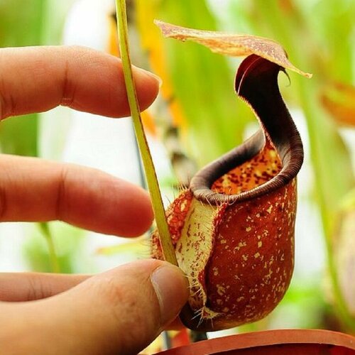 ���� �������� ��������, Nepenthes Rafflesiana, ������������� ��������, ������, ������ �� 517 ���