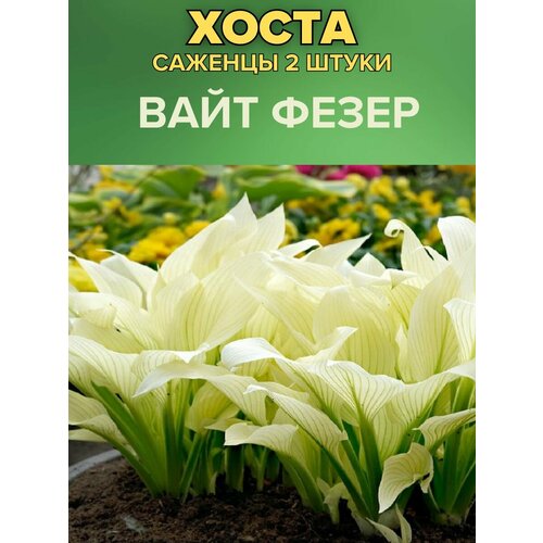 ���� ����� �������, ����������� �������� 2�����, ������ �� 850 ���