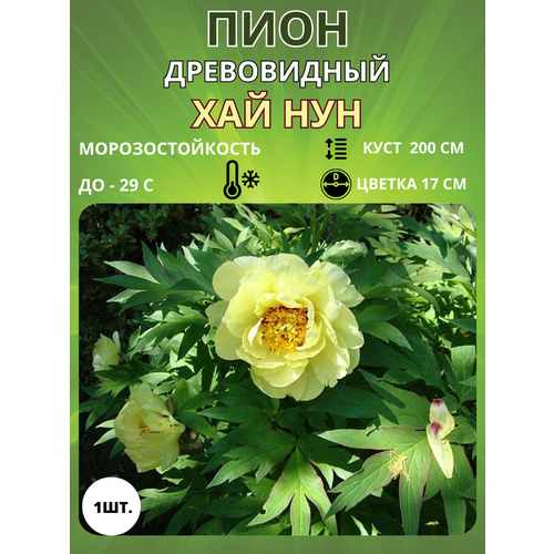 ���� ���� ��� ��� 1 ��., ������ �� 650 ���