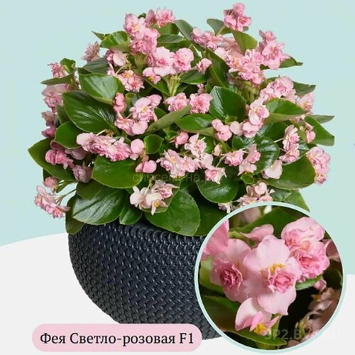    F1  -,    ,      , 10 ,   268 