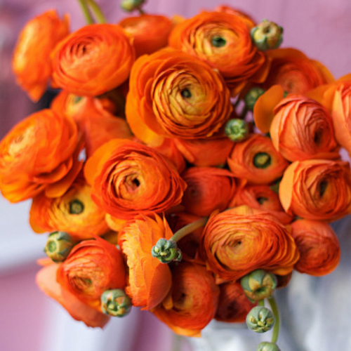   ,  ,  ORANGE ( 10  ),   511 