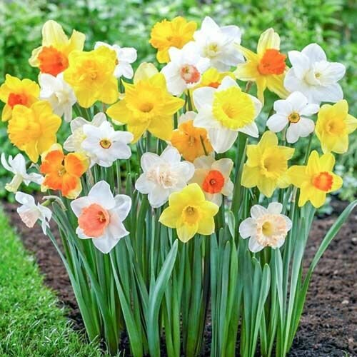 ���� ������� ����������������, ���� (5 ����) / ���������� �����, ������ �� 449 ���