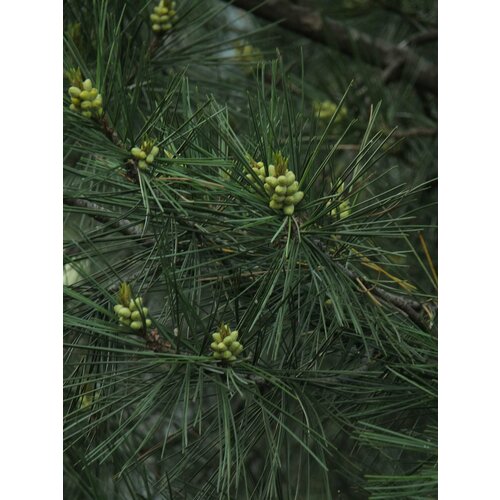     15. (Pinus gerardiana),   405 