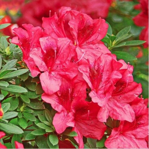 ���� ����������� ���� ������� (1 ������� � ������ 15-20 ��). Szkolka roslin A.M (������), ������ �� 1008 ���