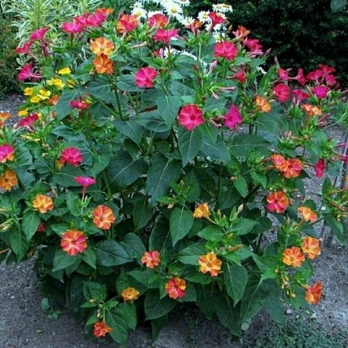 ���� ������ ��������� �����, ������ ��������� 5 ����, ������ �� 299 ���