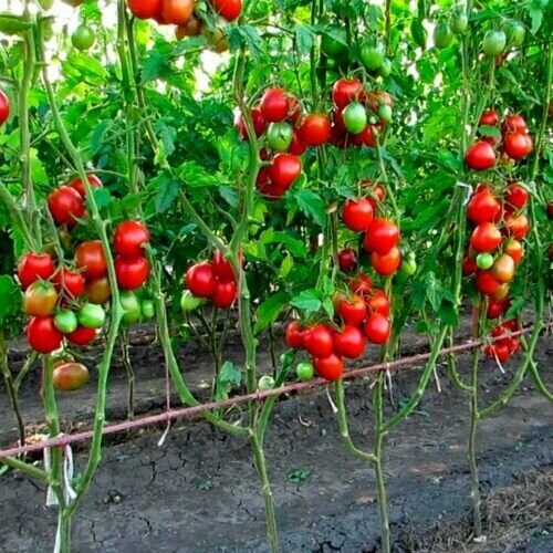 ���� ������������� ������ ������ �������� ������, ������ �� 107 ���