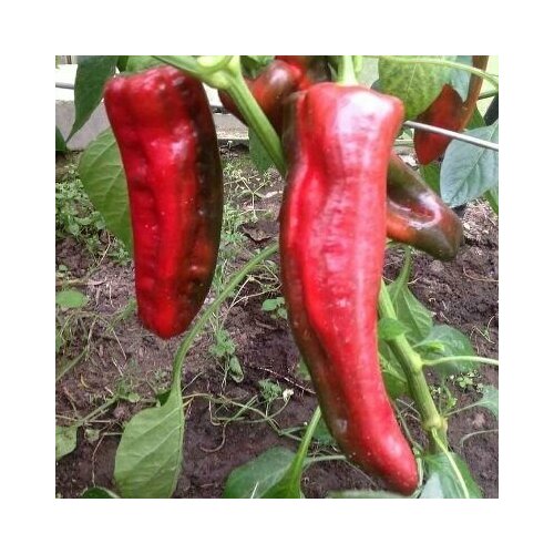 ���� ������������� ������ ����� �������� ������ F1, ������ �� 127 ���