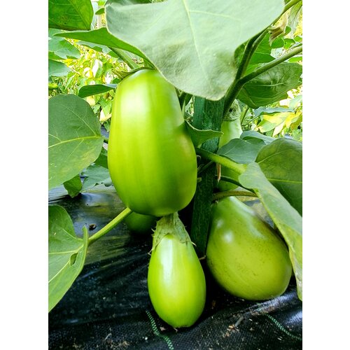 ���� ������ �������� ������� ������� (Big Green) / Seeds And Goods / � �������� zip-lock ��� ���������� 10 �����, ������ �� 249 ���