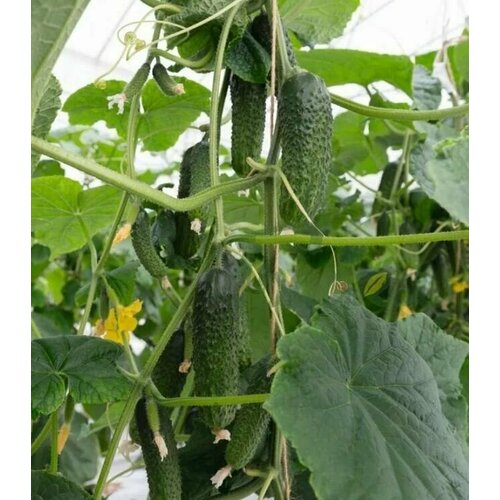 ���� ������������� ������ ������ ����� F1, ������ �� 122 ���