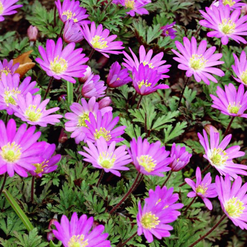    VIOLEL STAR (10 ),   470 