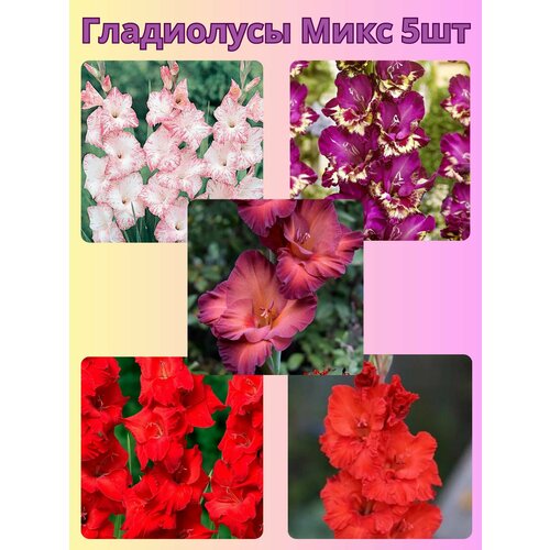 ���� ��������� ���������������, �������� ���������� ���� 6, ������ �� 510 ���