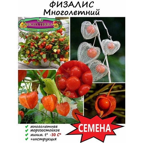 ���� ������ ������� ����������� 