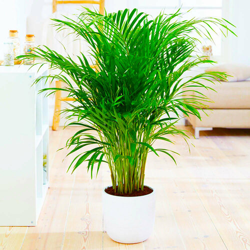 ���� ��������������� ��������� ������, ������, 5 ��, ������ �� 395 ���