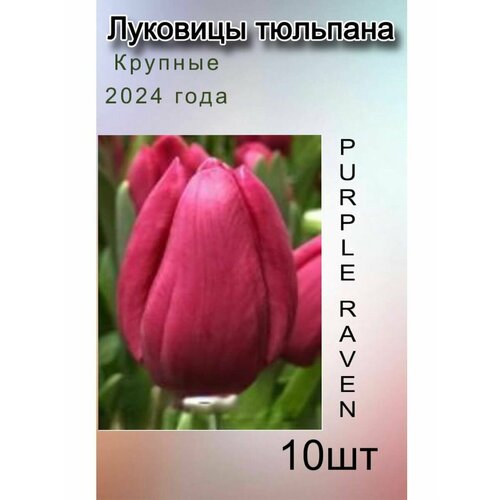    Purple Raven ( 10 ),   890 