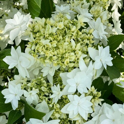 ���� ��������� ������������� ����� (1 ������� � ������ 15-20 ��). Szkolka roslin A.M (������), ������ �� 1120 ���