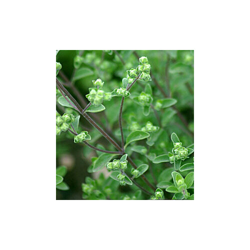 ���� ������ ������� ������� (0,1 ��.), ������ �� 53 ���