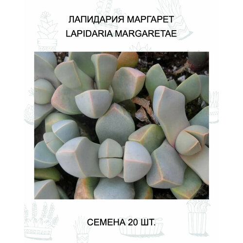 ���� ��������� �������� ������ 20 ��., ������ �� 499 ���