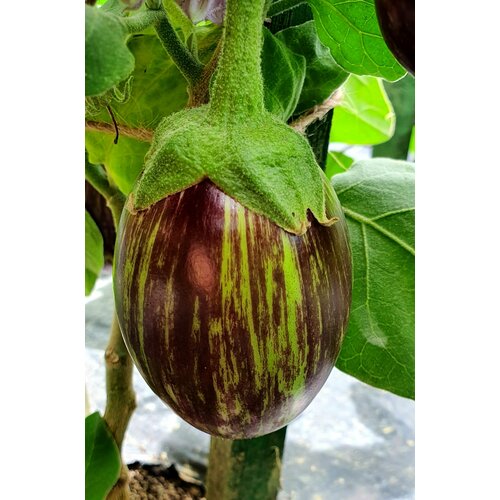 ���� ������ �������� �������� (Udmalbet) / Seeds And Goods / � �������� zip-lock ��� ���������� 15 �����, ������ �� 249 ���