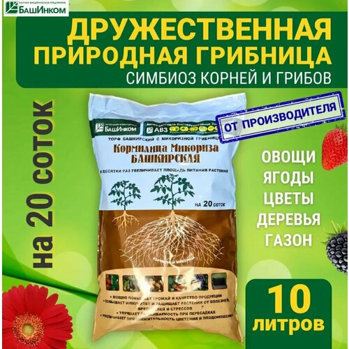 ���� ��������� �������� ��� ������ 10 �, ������������� ��� ��������� ��� ��������� �������� � �������, ��� ���� � �������, ���������� ���������������� ��� ���������, ������ �� 1590 ���