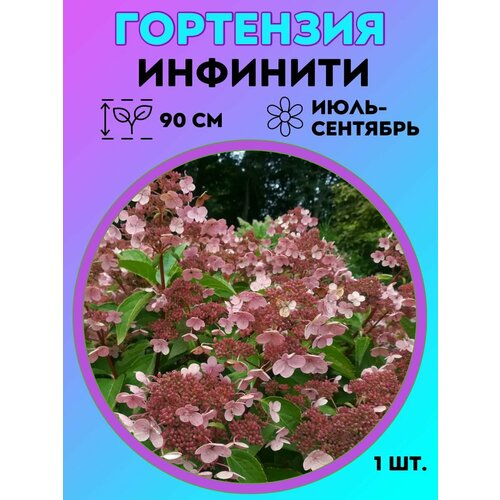 ���� ��������� �����������, ������� 1 �����, ������ �� 550 ���